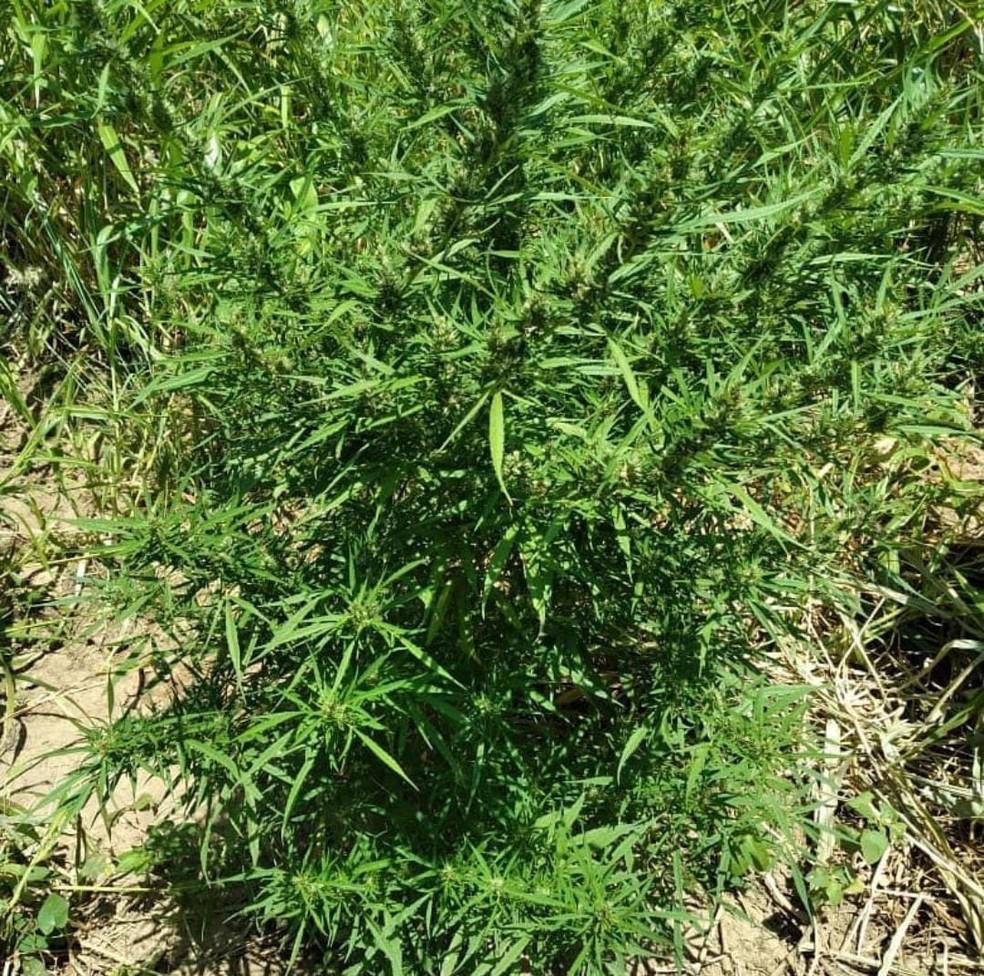 Cerca de 25 mil pés de maconha são incinerados em Cabrobó, PE.