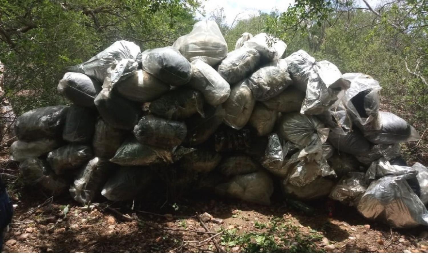 Polícia Federal apreende 1t de maconha e destrói 96 mil pés da planta no Sertão de PE.