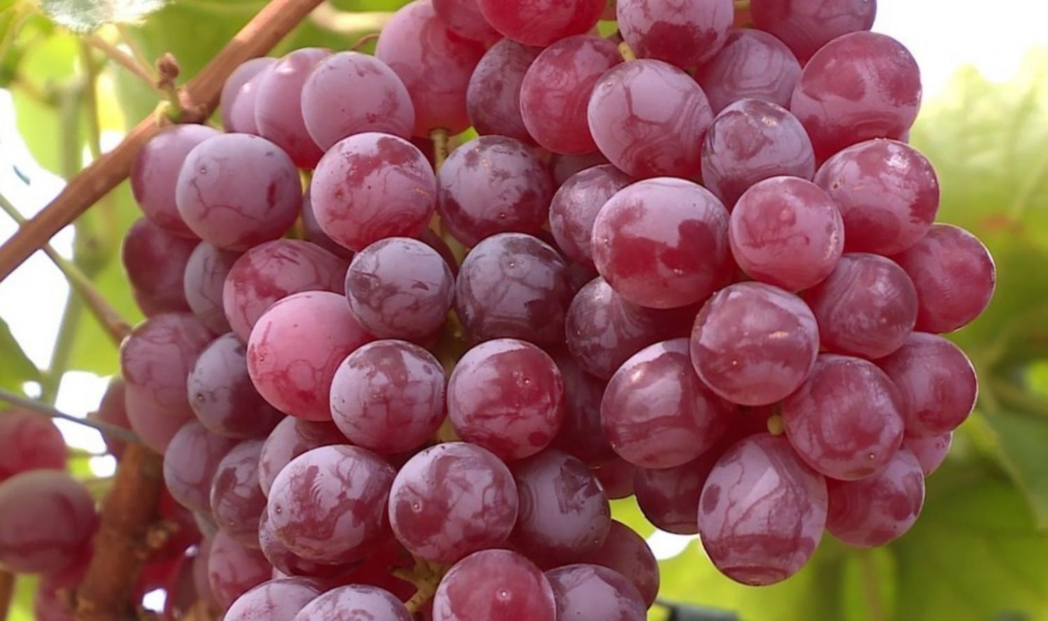 Petrolina: Embrapa e Abrafrutas lançam nova variedade de uva com sabor de frutas vermelhas.