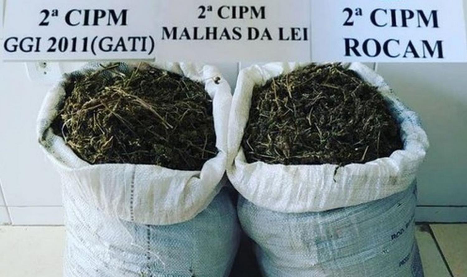 Polícia apreende quase 21 kg de maconha em ilha na zona rural de Cabrobó, PE