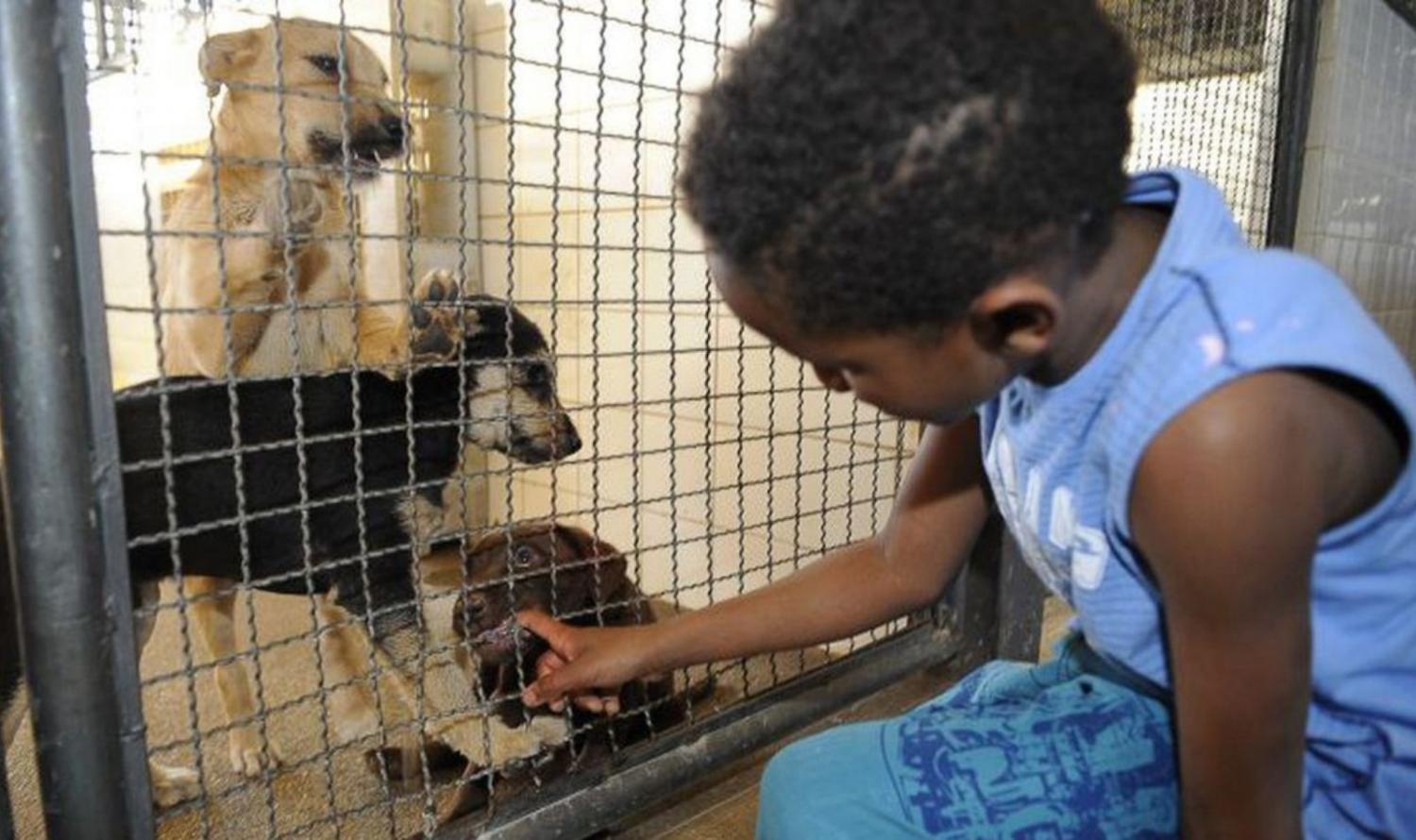 Publicada lei que proíbe sacrifício de animais pelas zoonoses.