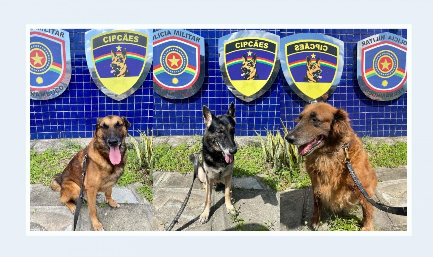 PM faz campanha para adoção de cães aposentados