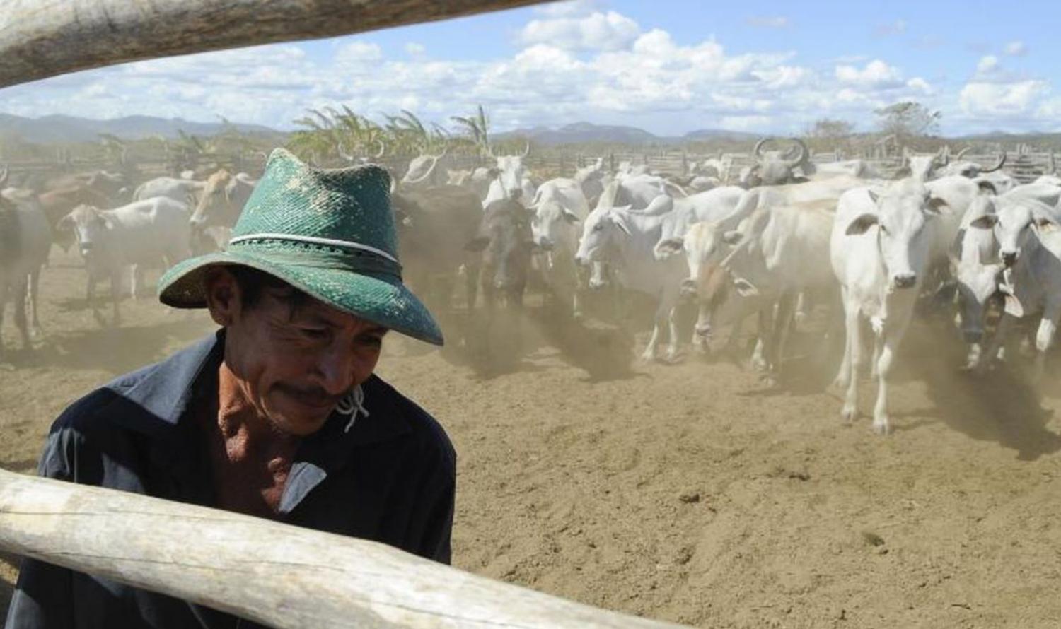 Prazo final de vacinação contra febre aftosa é 30 de novembro