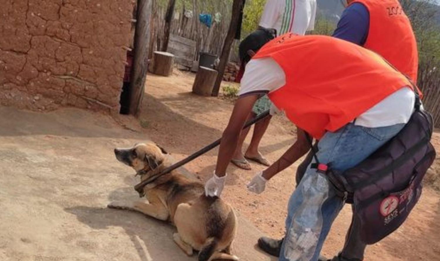 Cabrobó inicia a campanha de vacinação contra raiva em cães e gatos na Zona Urbana