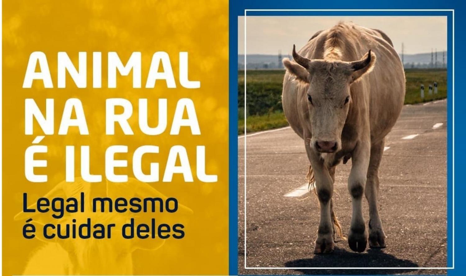 Floresta: Lei que proíbe animais circulando soltos pelas vias públicas, entra em vigor a partir do 1º de janeiro de 2022