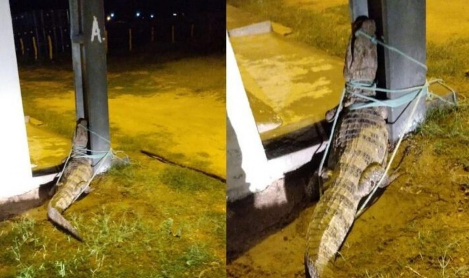 Jacaré é capturado e amarrado a poste, em Custódia, PE