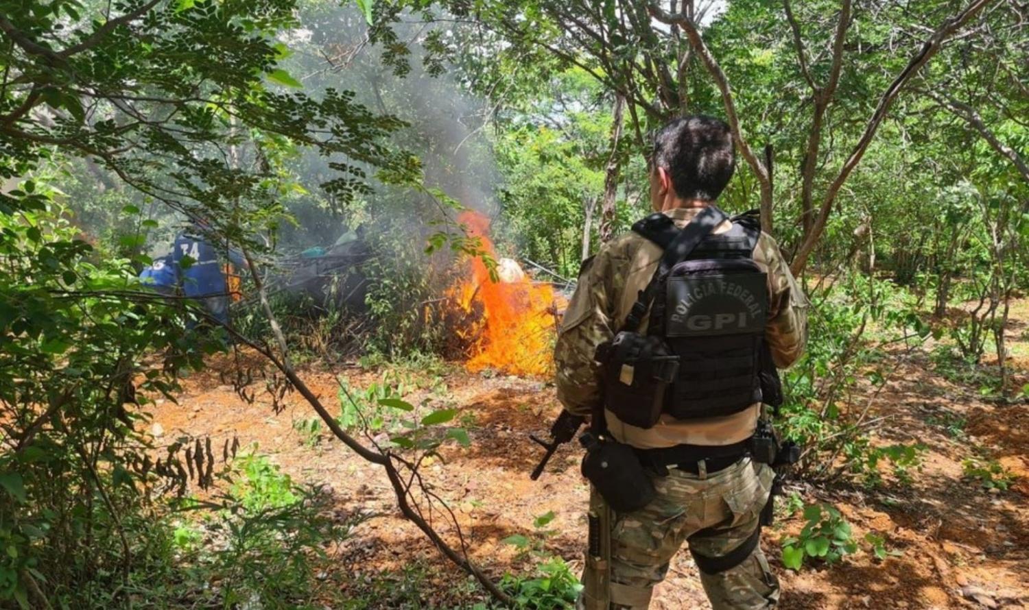 Polícia Federal destrói mais de 170 mil pés de maconha no Sertão de PE