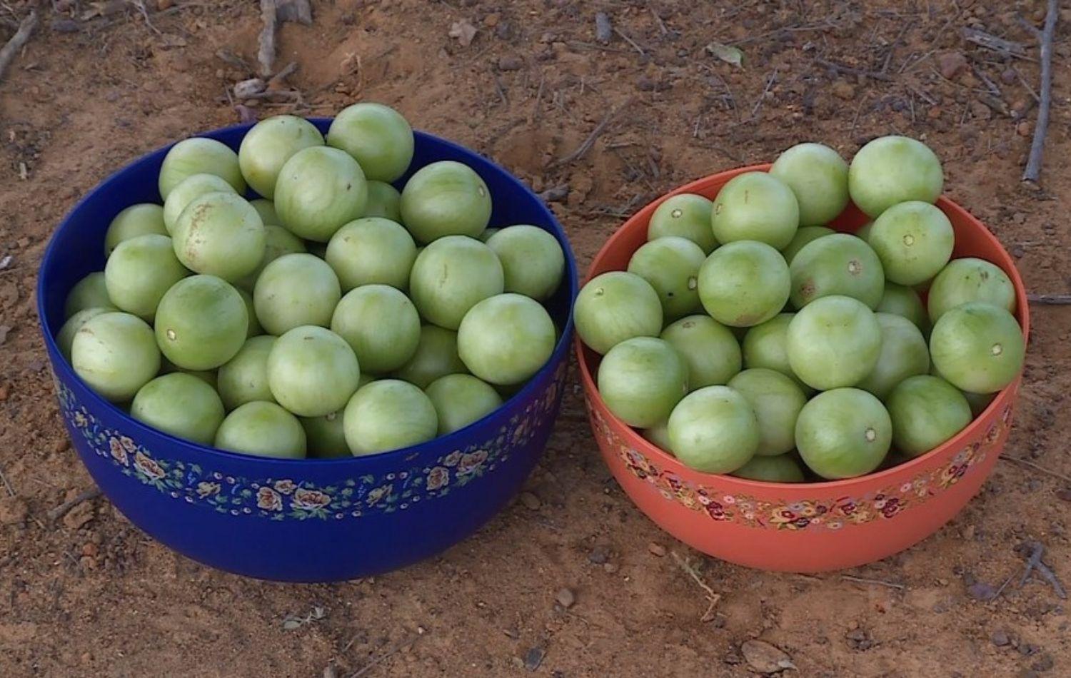 Safra de umbu é a maior dos últimos três anos em Santa Maria da Boa Vista, PE