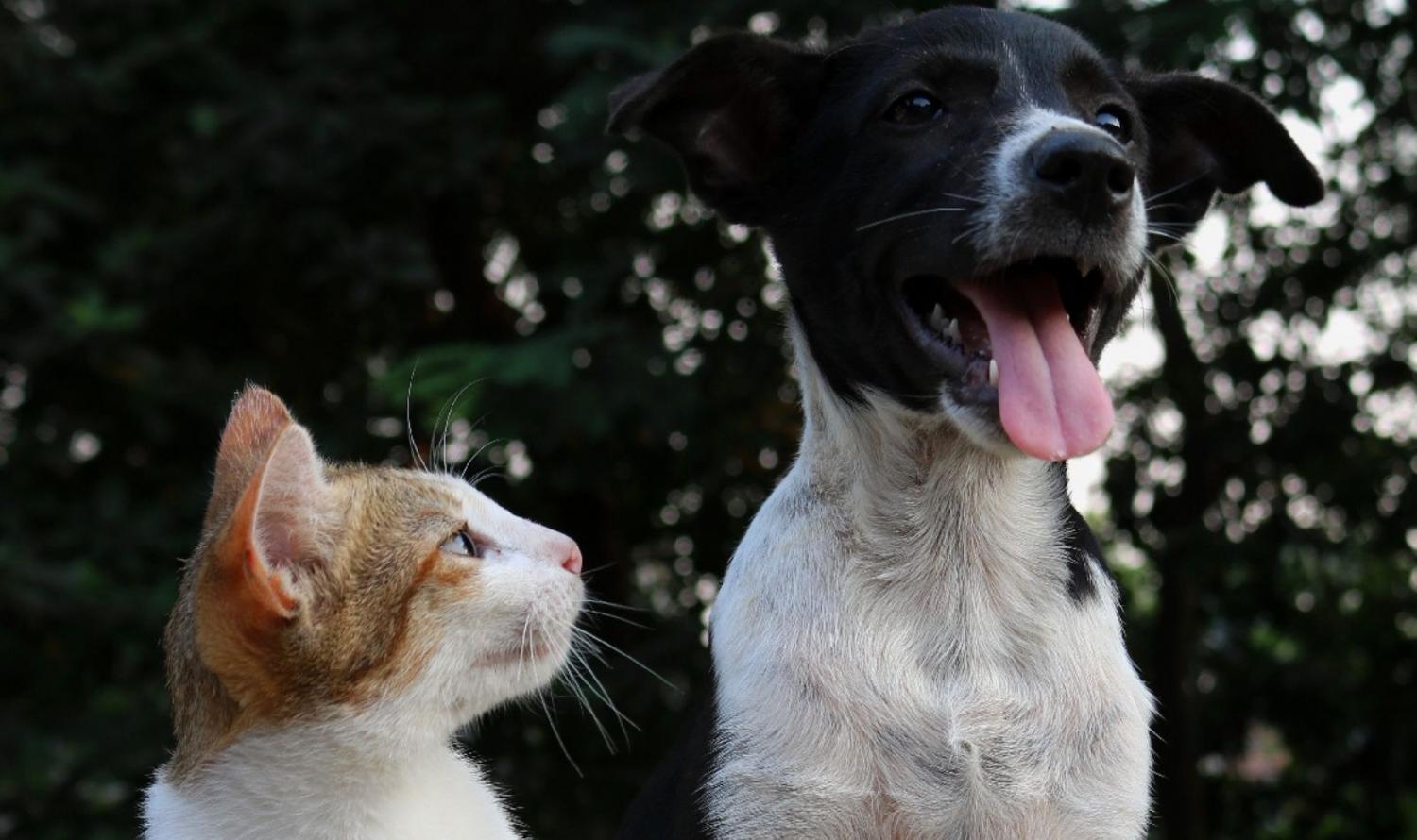 Petrolina: MPPE recomenda criação de abrigos para cães e gatos abandonados