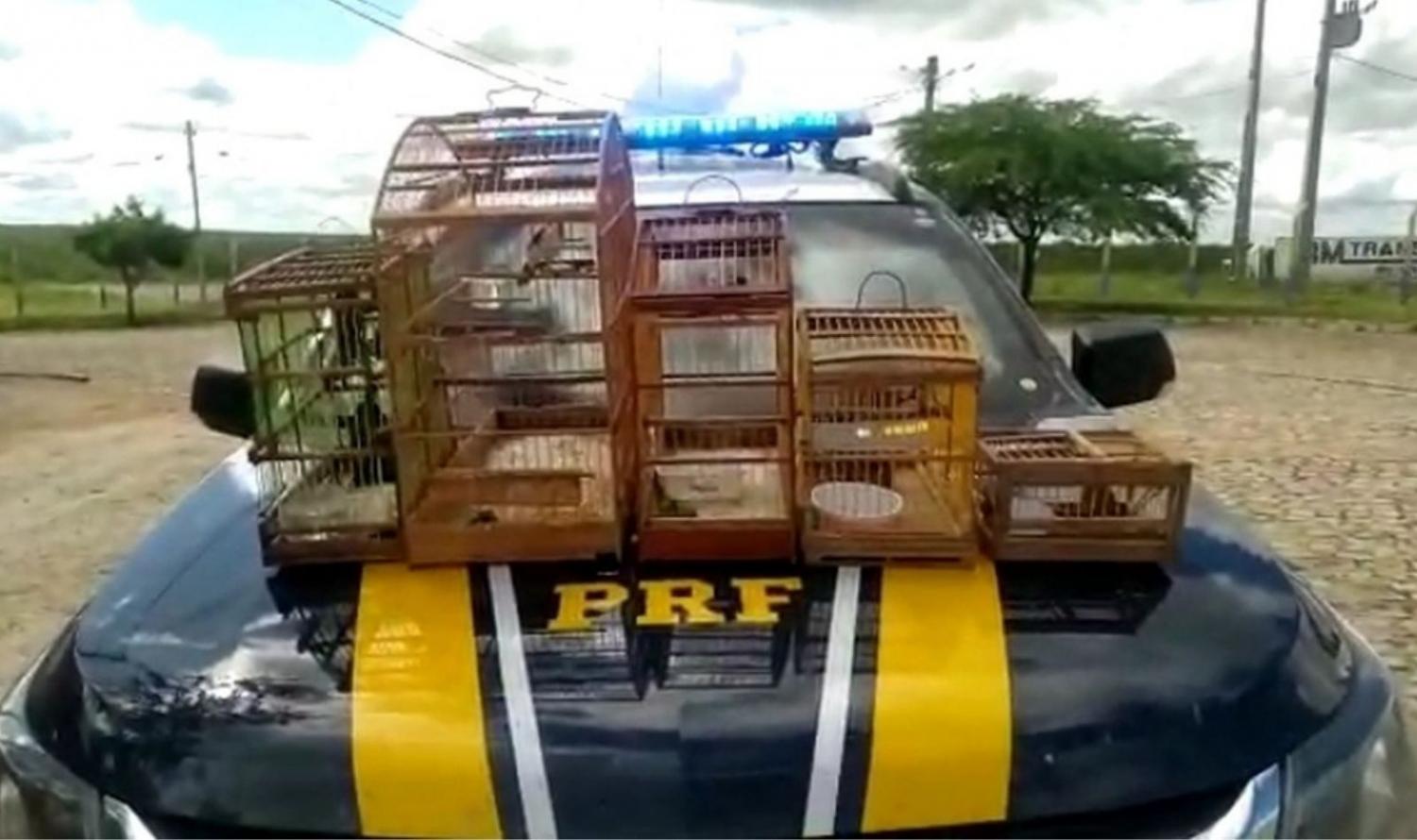 PRF resgata pássaros silvestres de porta malas de veículo em Belém do São Francisco, PE