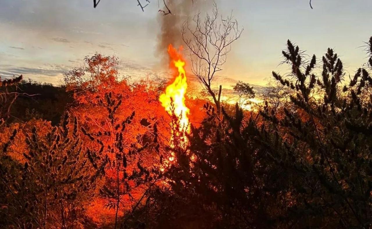 Operação da Polícia Civil erradica mais de 50 mil pés de maconha em Lagoa Grande, PE