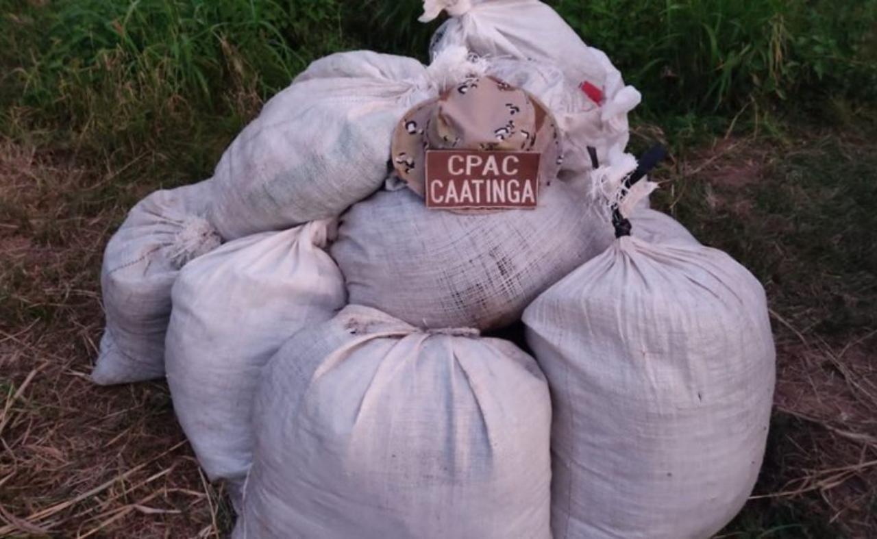 Carga de maconha avaliada em R$ 150 mil é apreendida na zona rural de Curaçá, BA