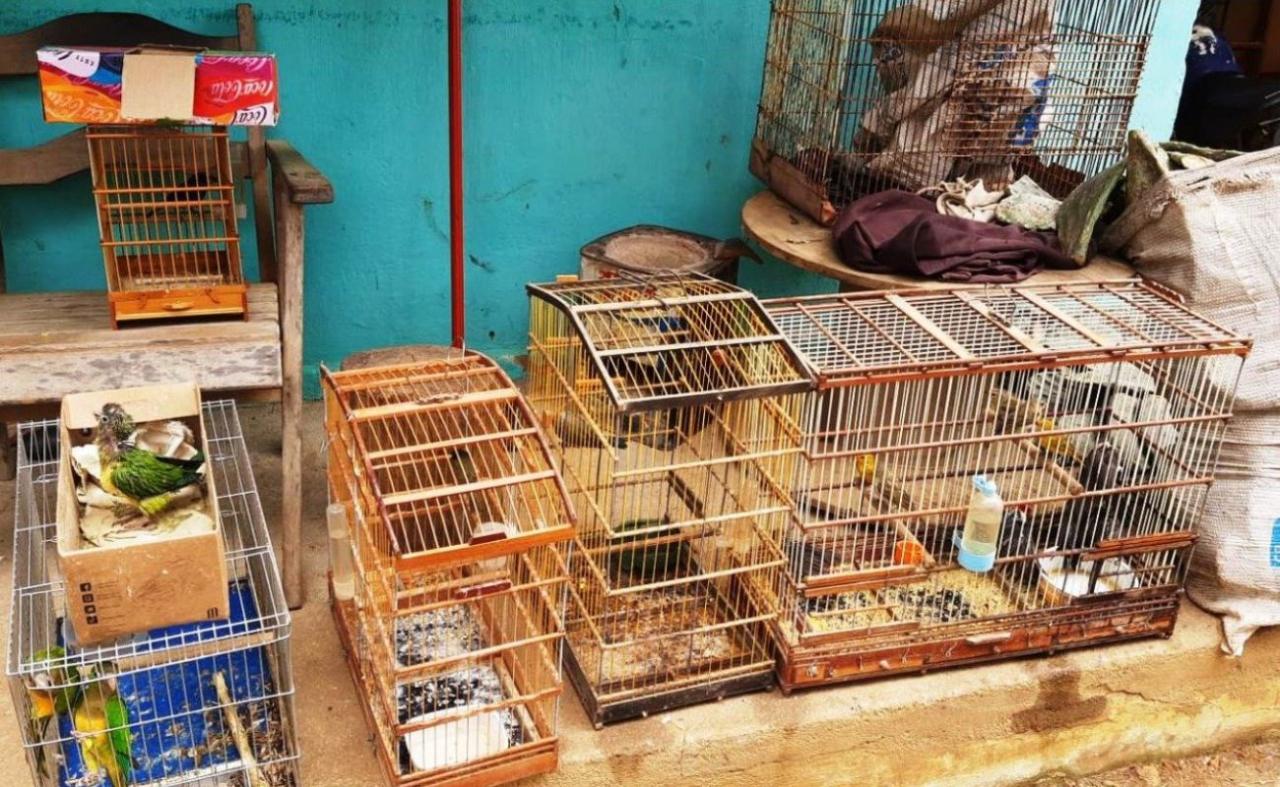 CPRH resgata 66 animais silvestres em cativeiros e apreende armas de fogo, no Agreste de PE.