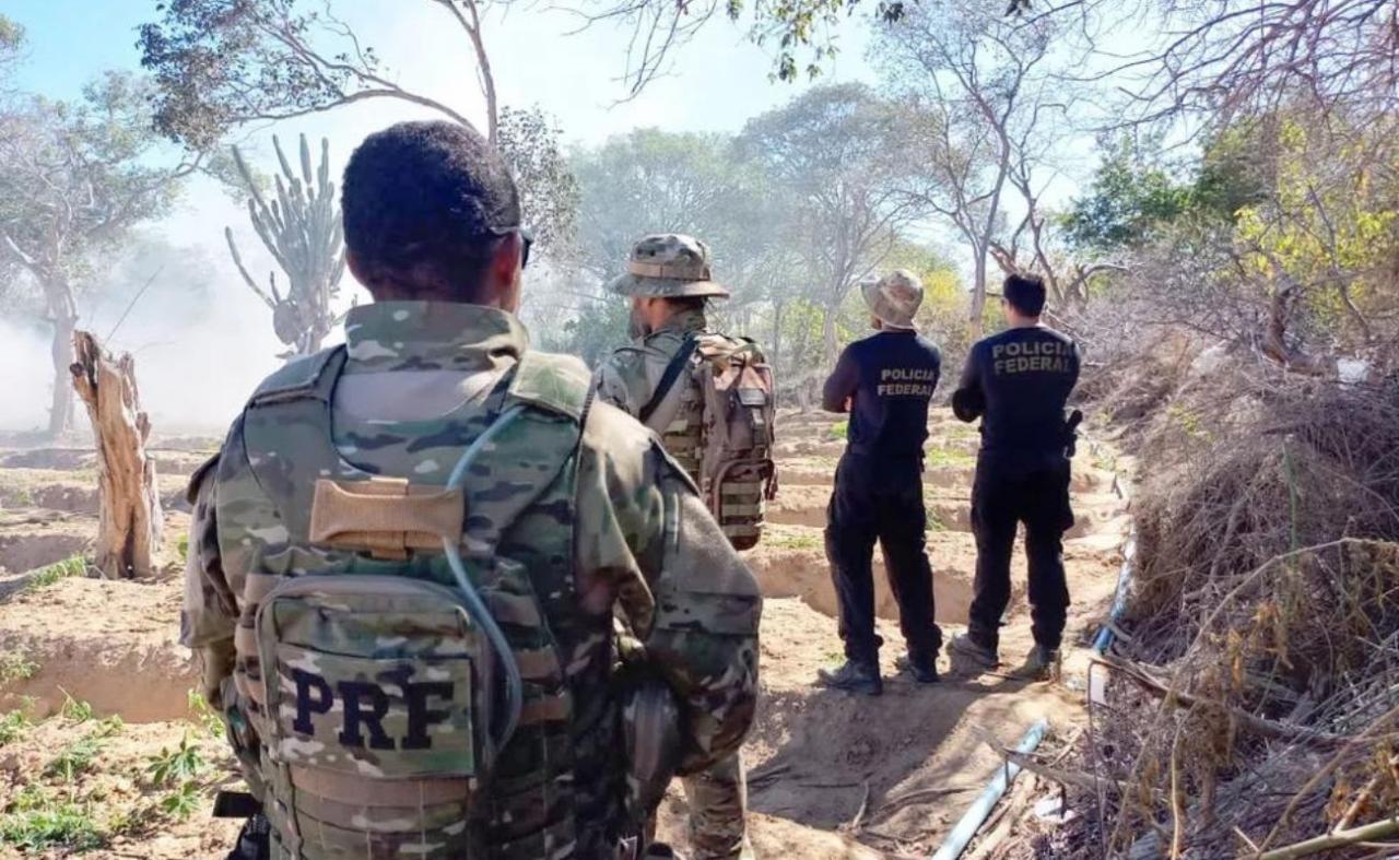Operação da PF e PRF erradica 20 mil pés de maconha em Dormentes, PE