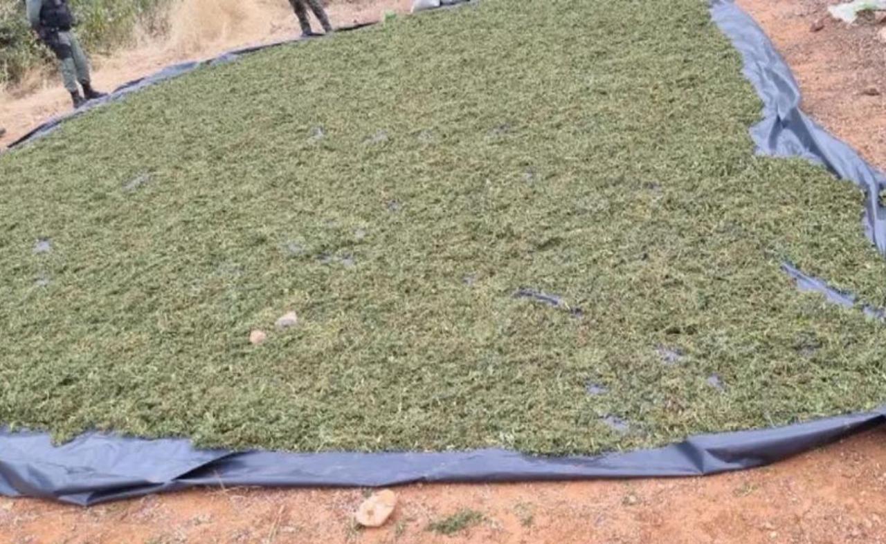 Polícia erradica 44 mil pés de maconha na Zona Rural de Belém do São Francisco, PE
