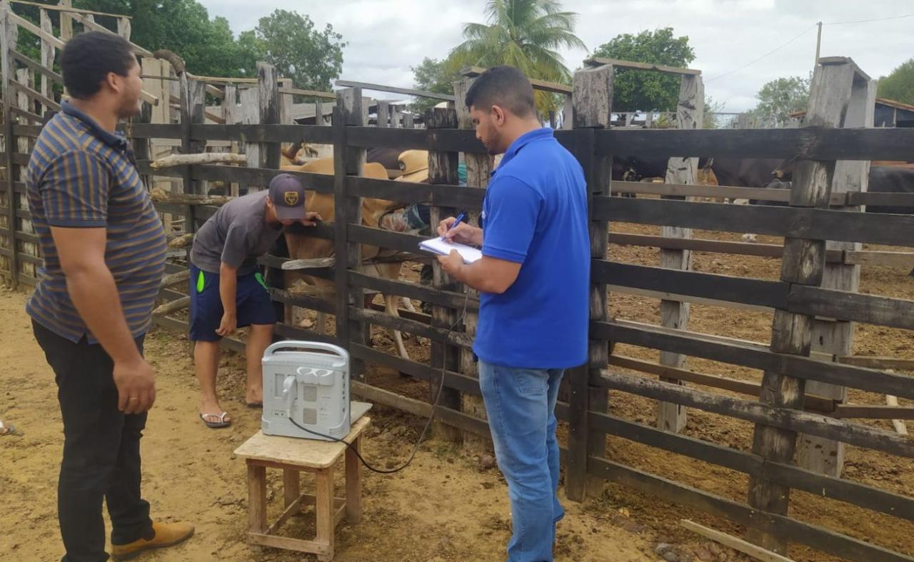 Secretaria de Agricultura de Cabrobó realiza projeto de inseminação bovina em rebanhos do município.