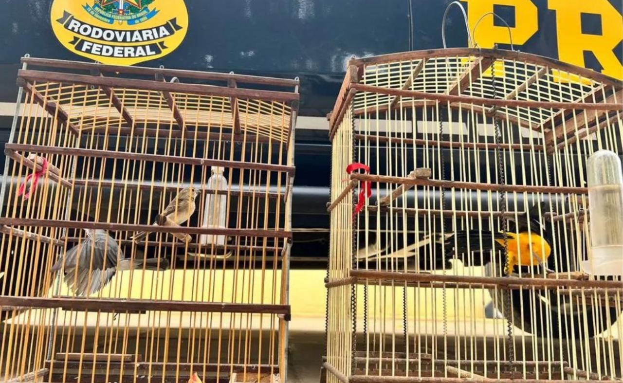 Pássaros silvestres são resgatados durante abordagem da PRF em Petrolina, PE