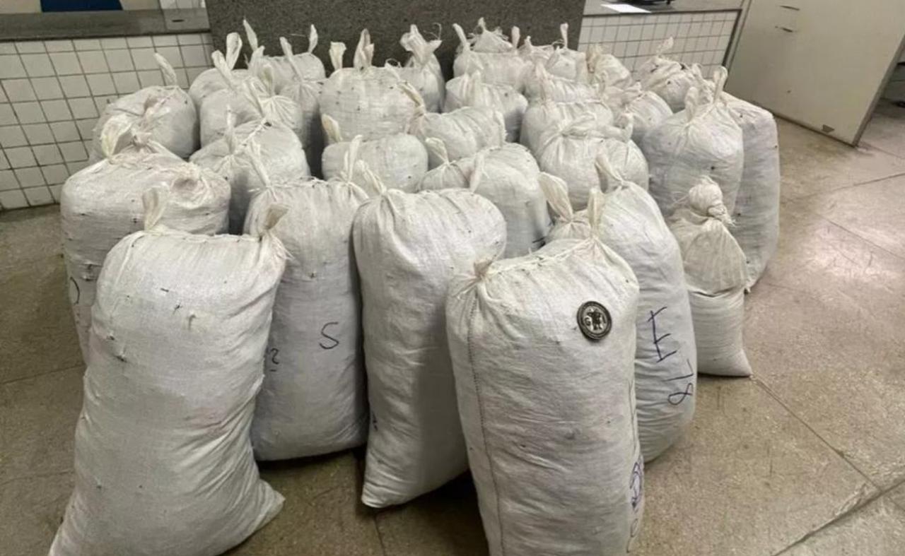 PM apreende cerca de 830 kg de maconha em Itacuruba, PE