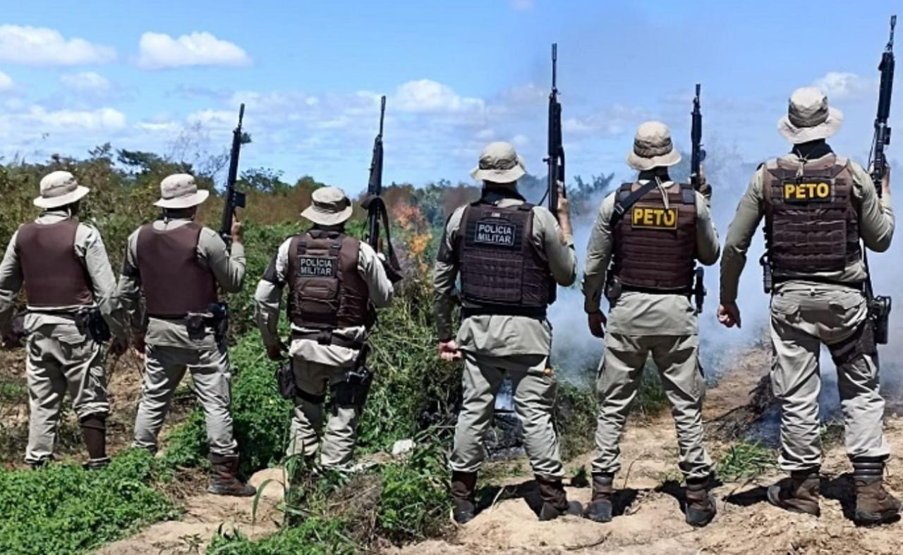 Polícia Militar erradica mais de 40 mil pés de maconha em Curaçá, BA
