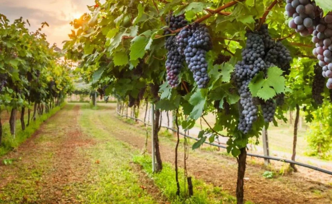 Sebrae abre 30 vagas para consultorias gratuitas de certificação rural no Sertão de PE