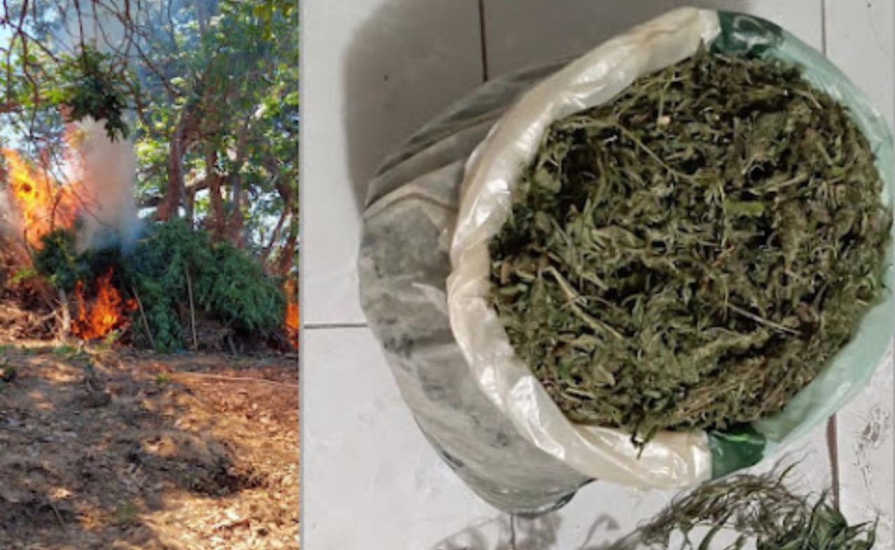 Operação polícial erradica 12 mil pés de maconha na zona rural de Belém do São Francisco, PE