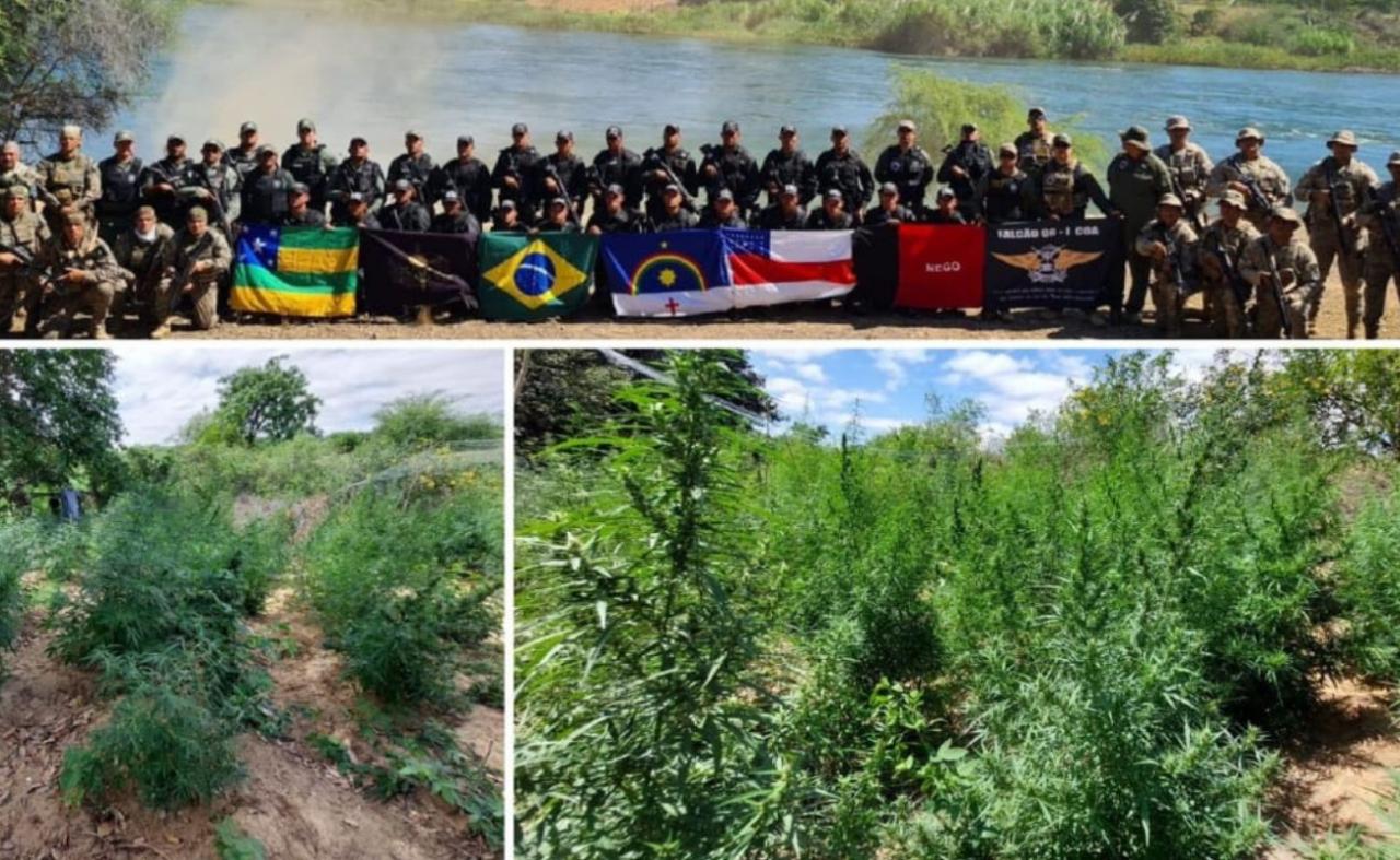 Operação policial erradica mais de 7 mil pés de maconha em Belém do S. Francisco, PE