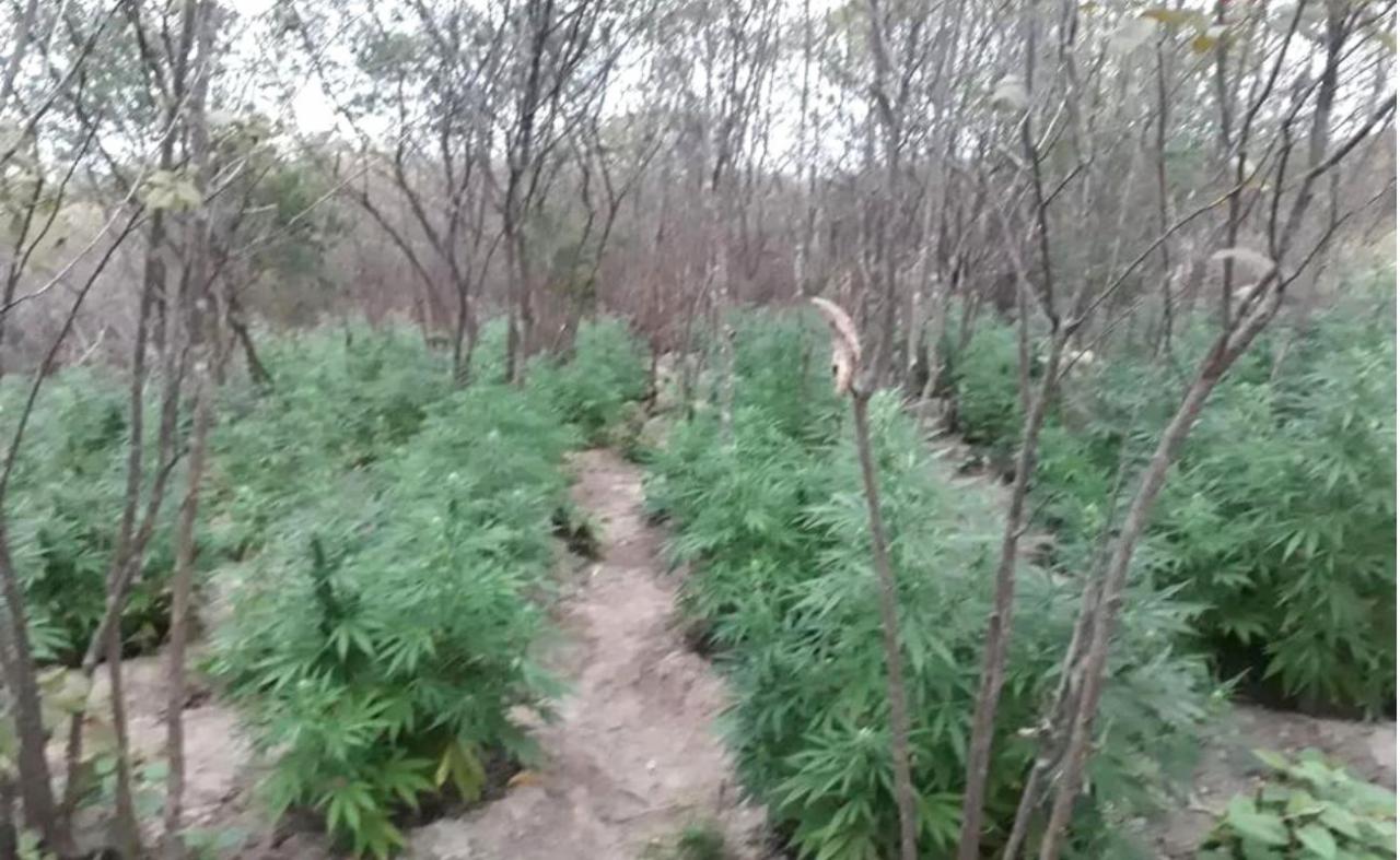 Policia destrói mais de 13 mil pés de maconha durante operação em Iguaraci, PE