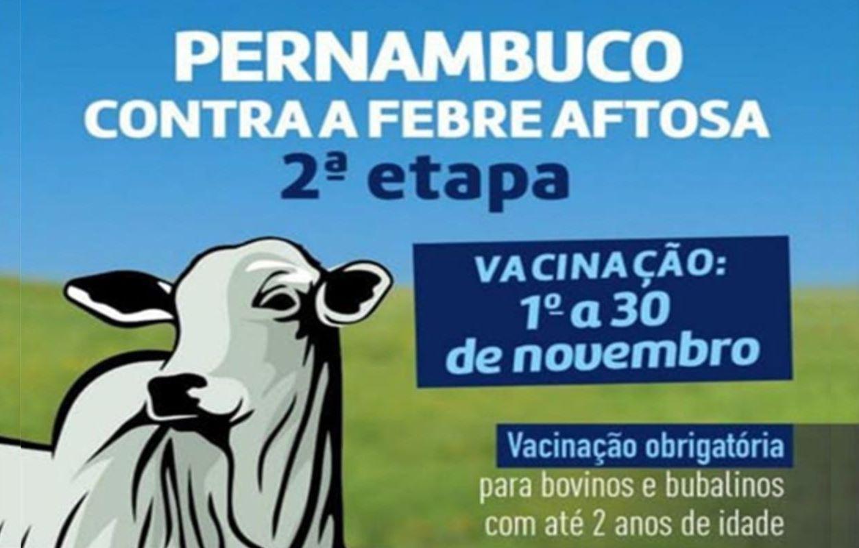 Adagro-PE inicia no dia 1º de novembro a segunda etapa da campanha de vacinação contra a febre aftosa 
