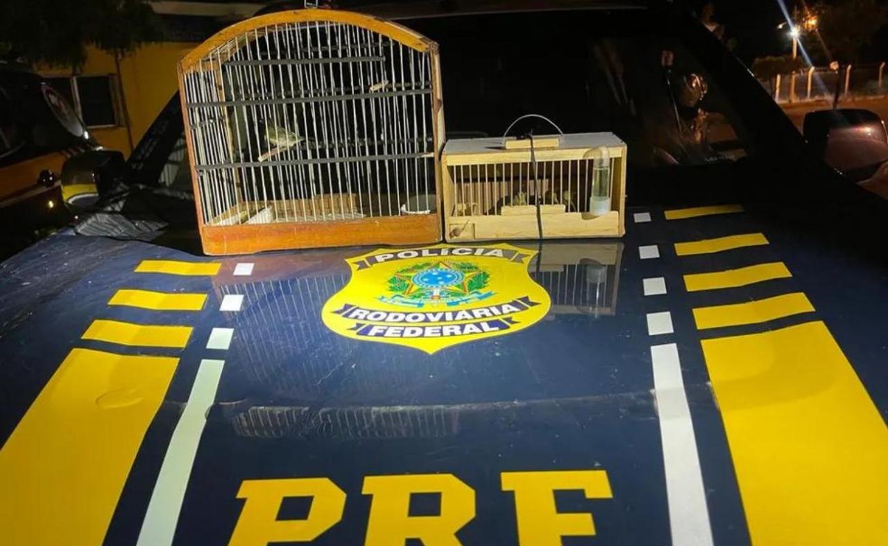 Aves silvestres transportadas ilegalmente são resgatadas pela PRF em Belém do São Francisco, PE