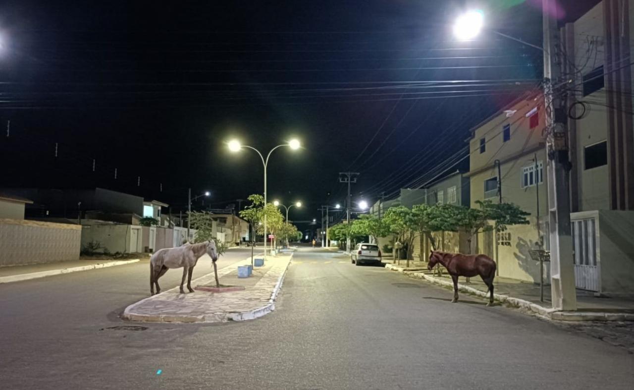 Animais de grande porte soltos na ruas serão recolhidos em Cabrobó, PE