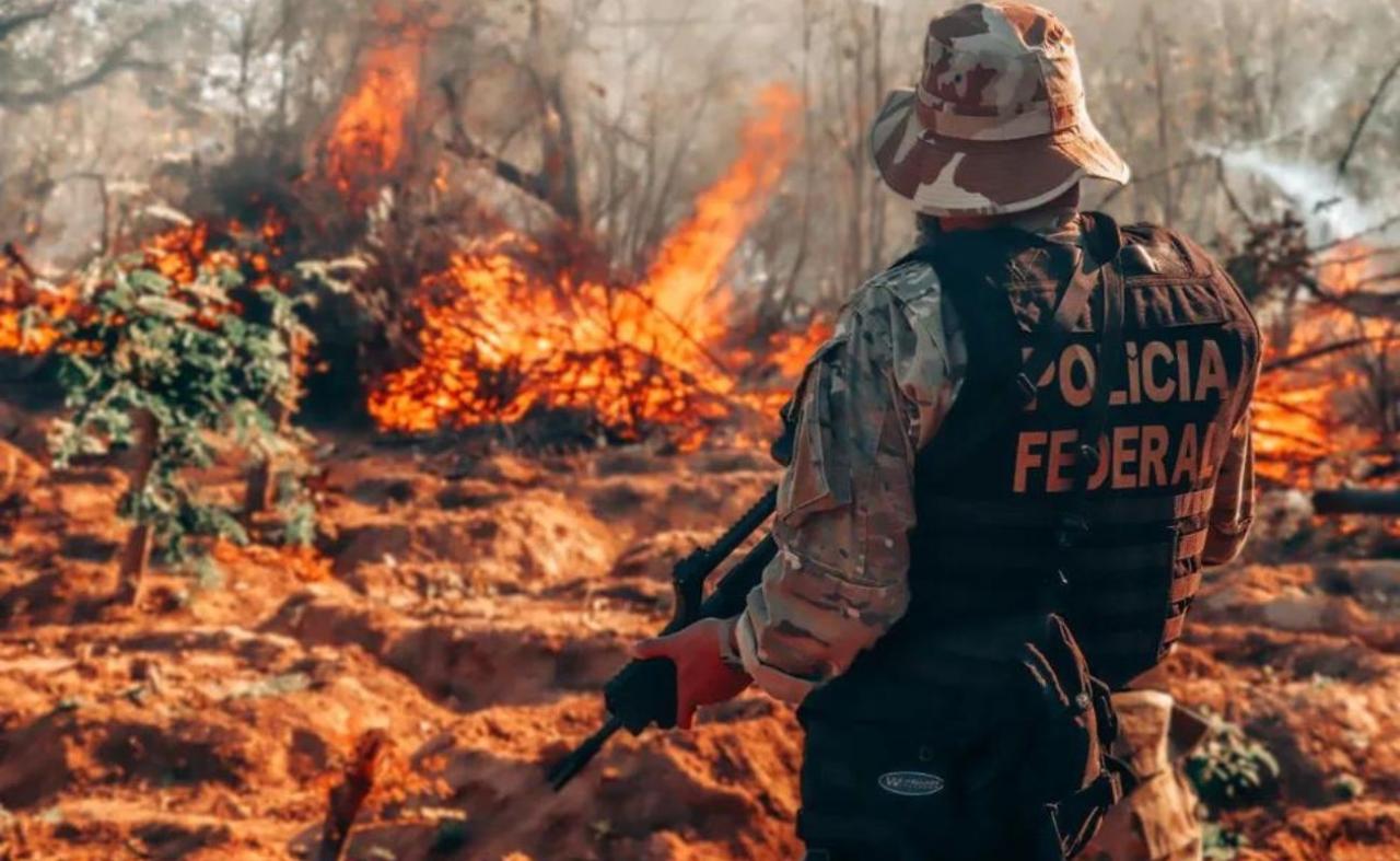 Polícia Federal erradica mais de 130 mil pés de maconha no Sertão de PE