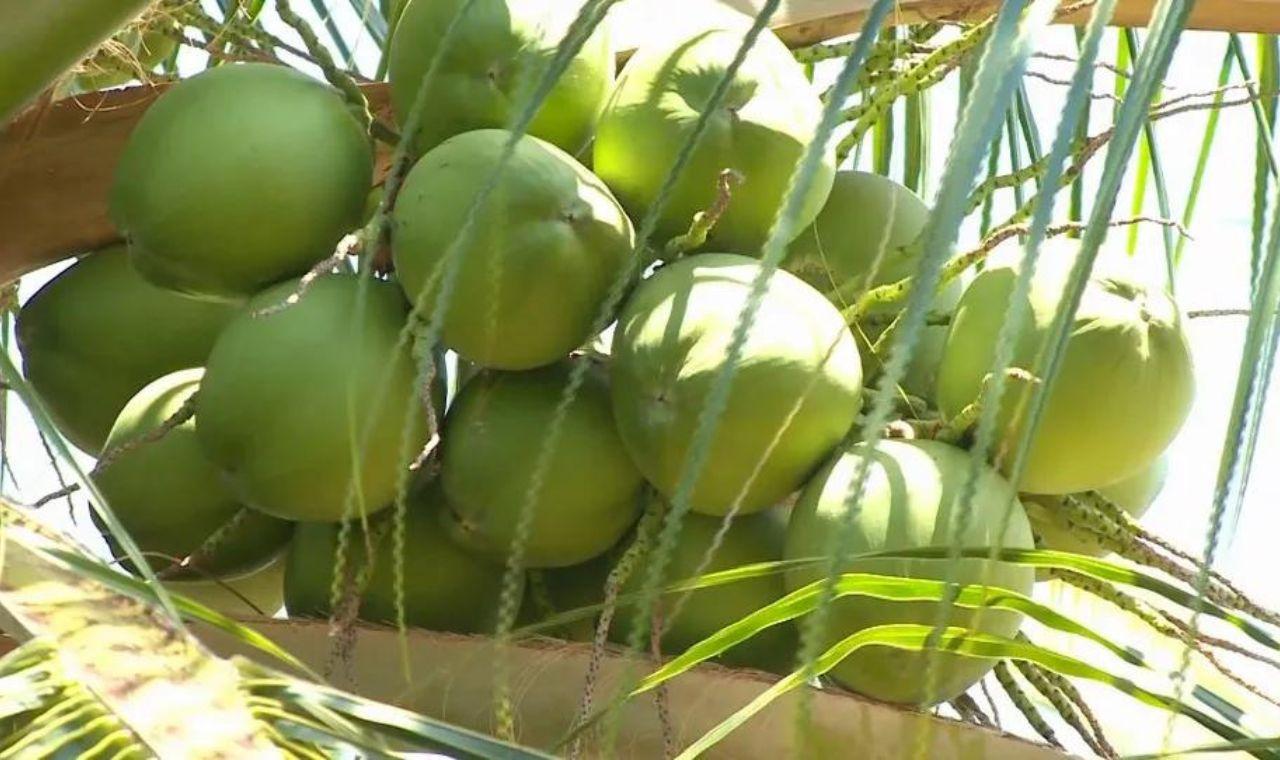 Com altas temperaturas, preço do coco sobe no Sertão do Vale do São Francisco