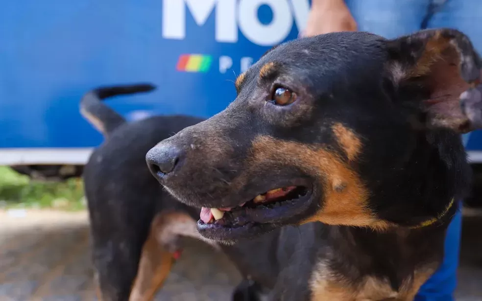 PETROLINA REALIZA A 2ª FEIRA DE ADOÇÃO DE CÃES E GATOS
