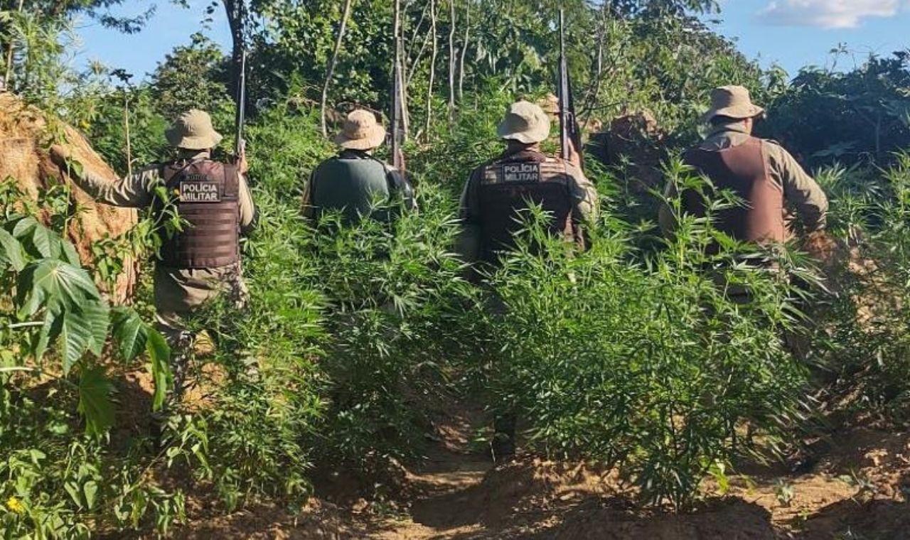 POLICIA MILITAR ERRADICA MAIS DE 3.500 PÉS DE MACONHA  EM CURAÇÁ, BA
