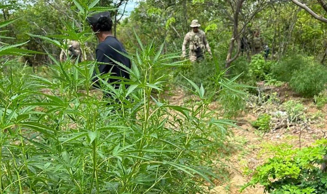 POLÍCIA FEDERAL ERRADICA 2.750 PÉS DE MACONHA EM OROCÓ, PE