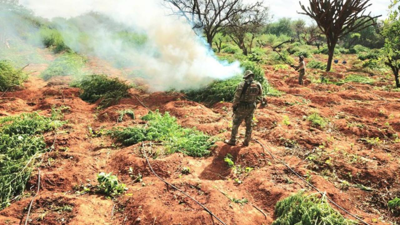 PRF E DENARC ERRADICAM PÉS DE MACONHA QUE PODERIAM PRODUZIR 3,6 TONELADAS DA DROGA EM PETROLINA, PE