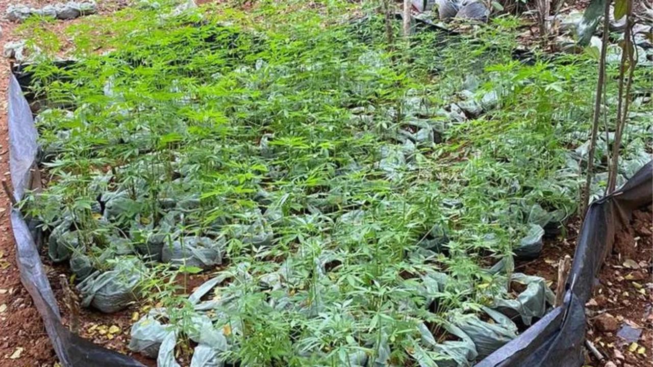 OPERAÇÃO POLICIAL ERRADICA MAIS DE 10 MIL PÉS DE MACONHA EM CARNAUBEIRA DA PENHA, PE