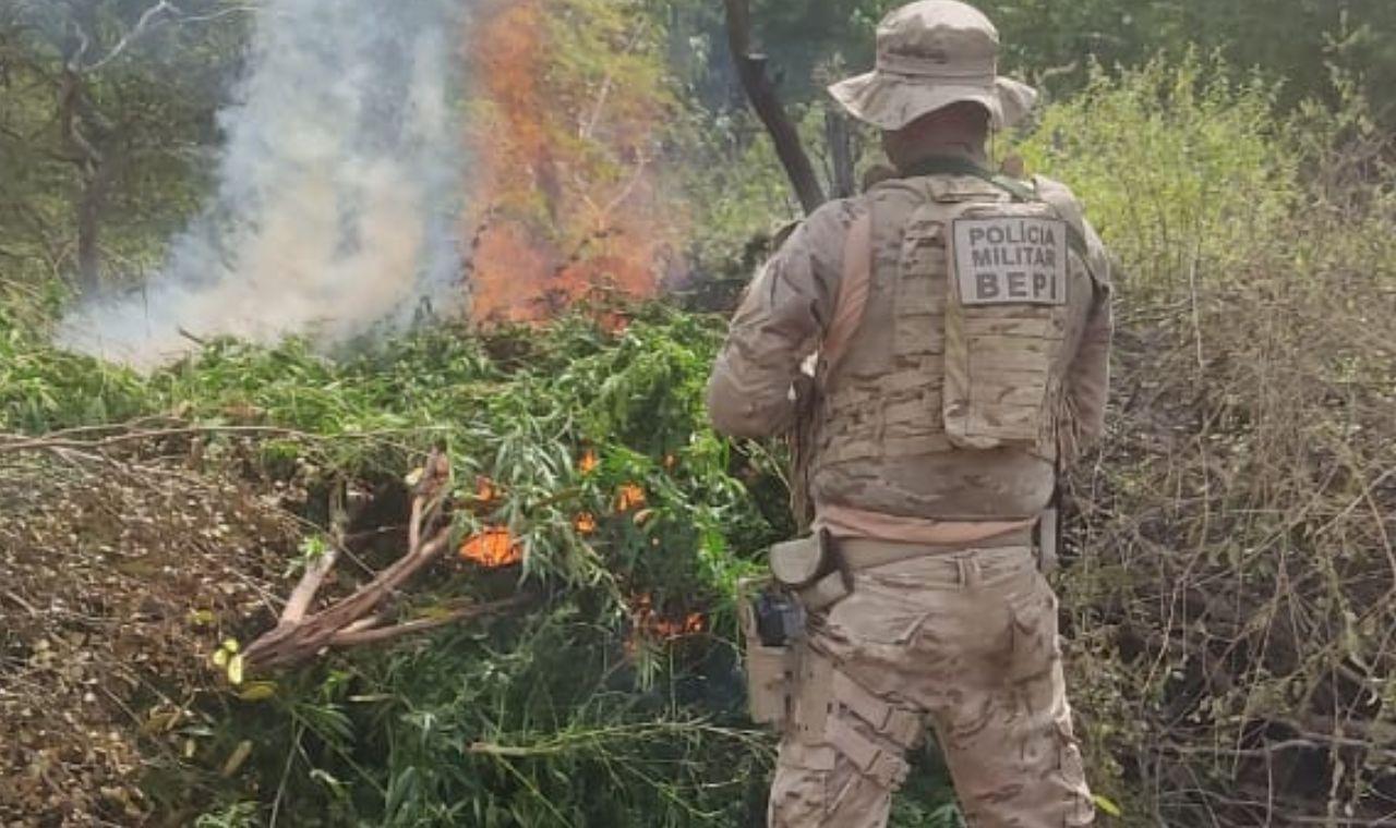 OPERAÇÃO CONJUNTA DA PM COM A POLÍCIA FEDERAL ERRADICA ROÇAS DE MACONHA EM CARNAUBEIRA DA PENHA, PE