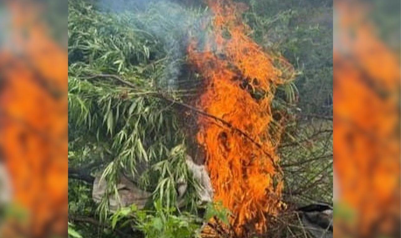 POLÍCIA ERRADICA CERCA DE 4,8 MIL PÉS DE MACONHA EM CARNAUBEIRA DA PENHA, PE