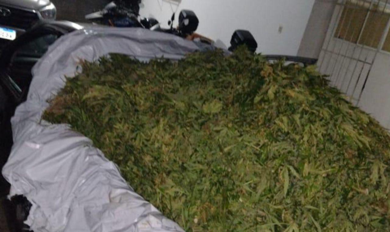POLÍCIA MILITAR APREENDE CERCA DE 800 KG DE MACONHA EM IBIMIRIM, PE