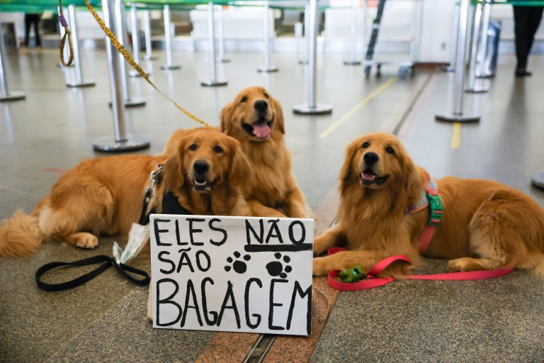 Comissão promove debate sobre morte do cachorro Joca em avião