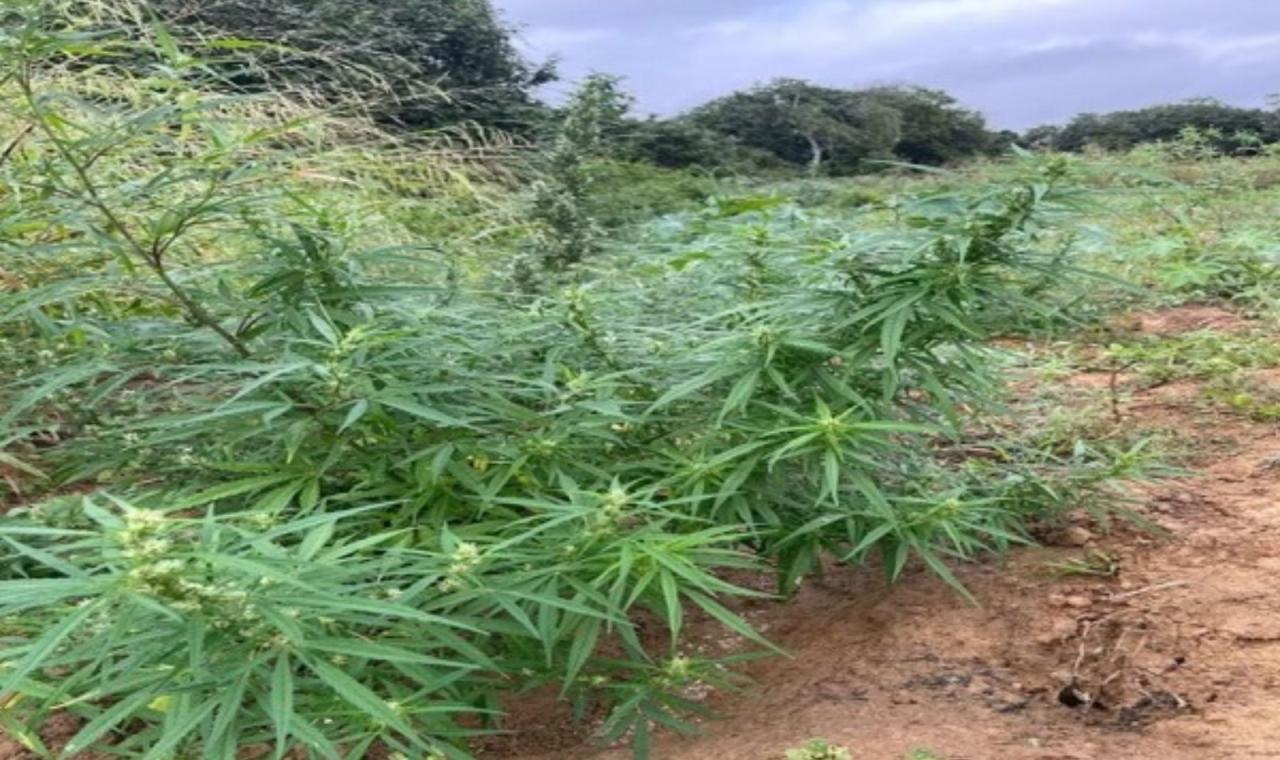 POLÍCIA MILITAR DESTRÓI PLANTAÇÃO DE MACONHA EM CURAÇÁ, BA