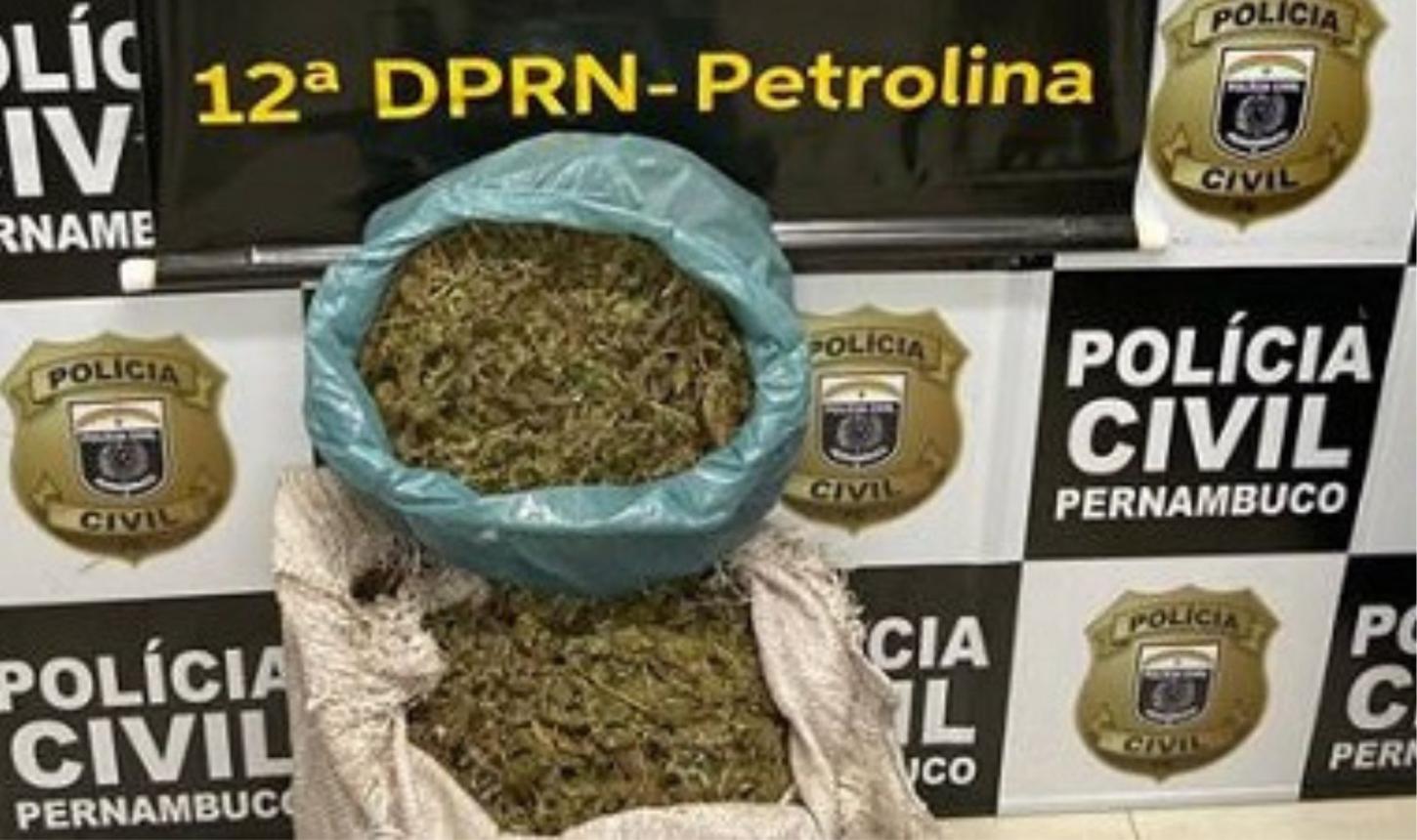 POLICIA CIVIL APREENDE CERCA DE 10 KG DE MACONHA EM PETROLINA, PE