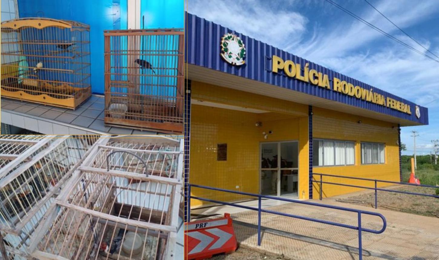 PRF RESGATA 17 AVES SILVESTRES SEM DOCUMENTAÇÃO DE ÓRGÃO AMBIENTAL EM SERRA TALHADA, PE