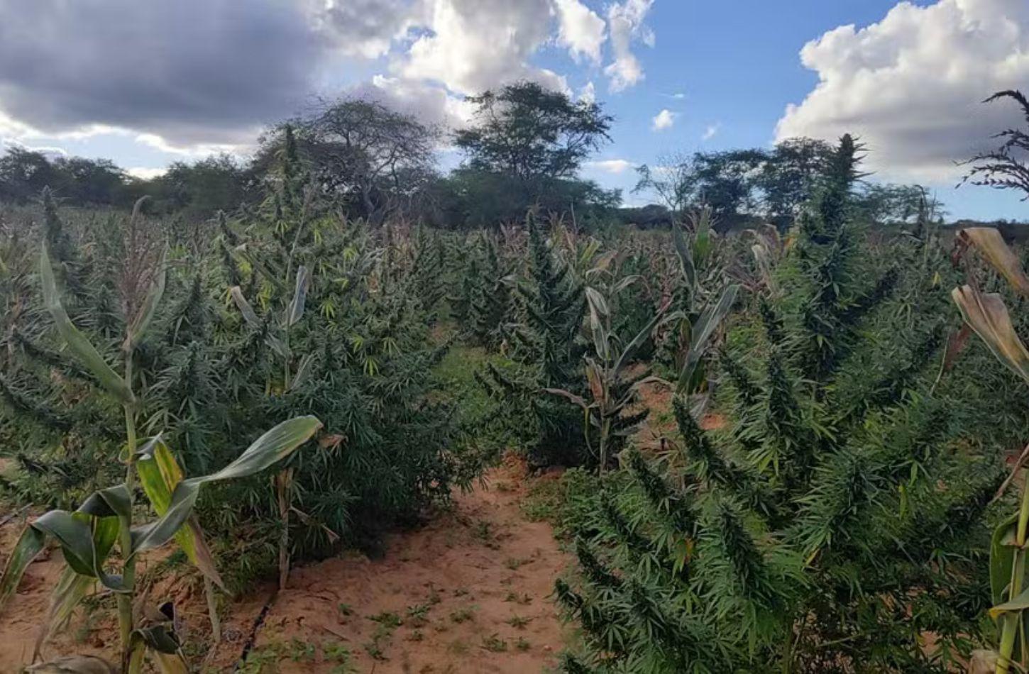 PF DESTRÓI 255 MIL PÉS DE MACONHA NO SERTÃO DE PE