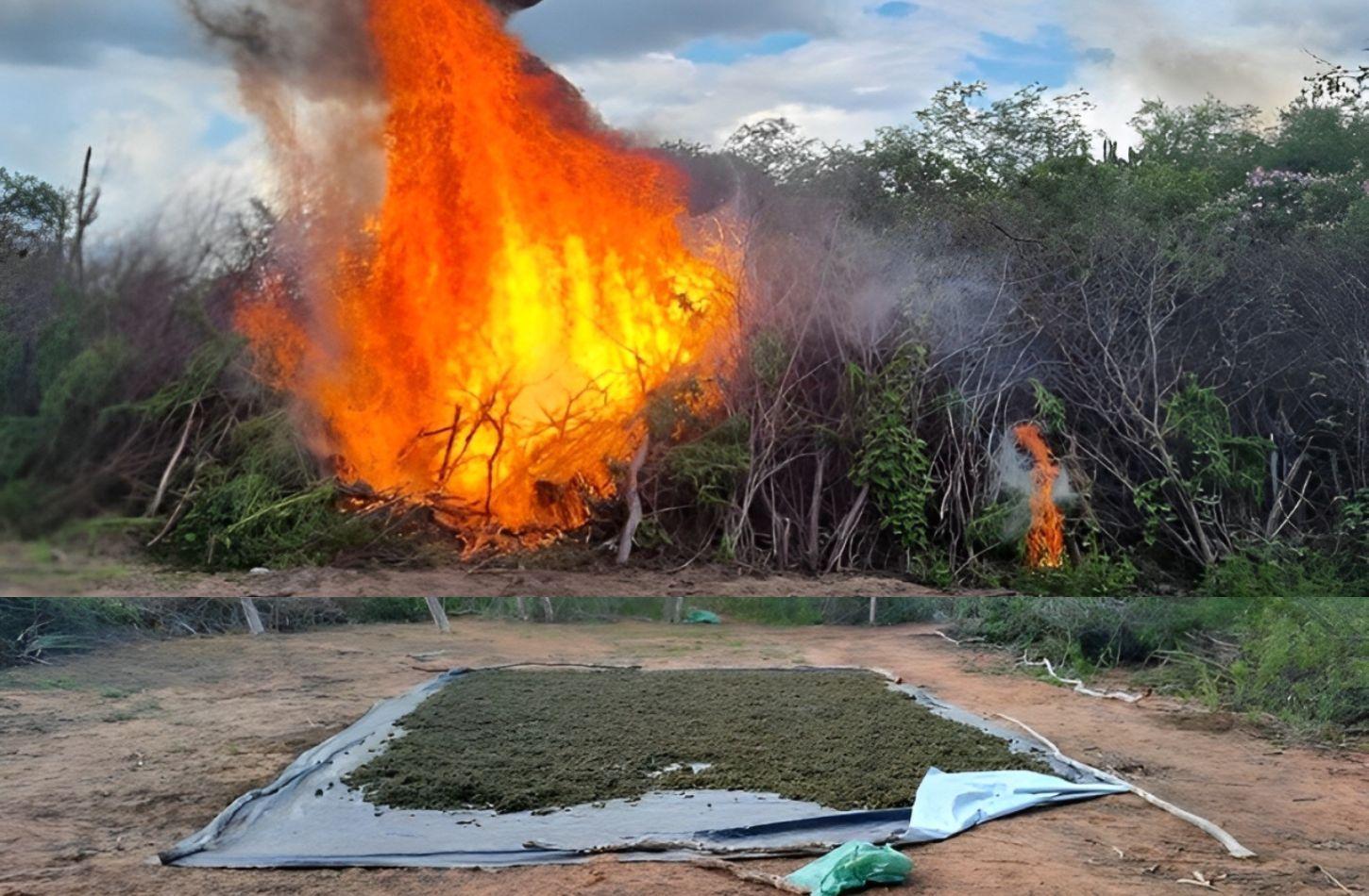 POLÍCIA FEDERAL ERRADICA 134 MIL PÉS DE MACONHA NO SERTÃO DE PE