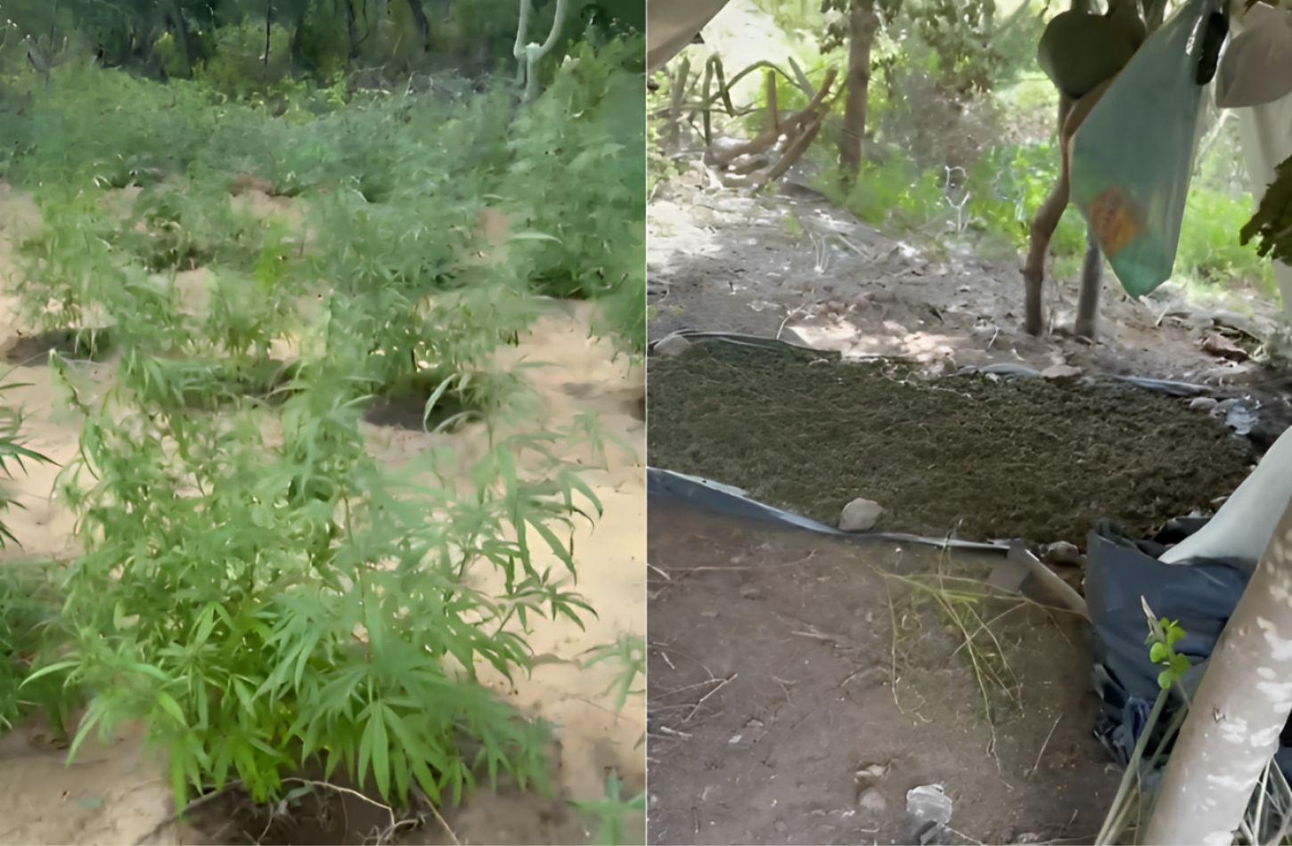 POLÍCIA ERRADICA ROÇA COM MAIS DE 22 MIL PÉS DE MACONHA EM BELÉM DO SÃO FRANCISCO, PE