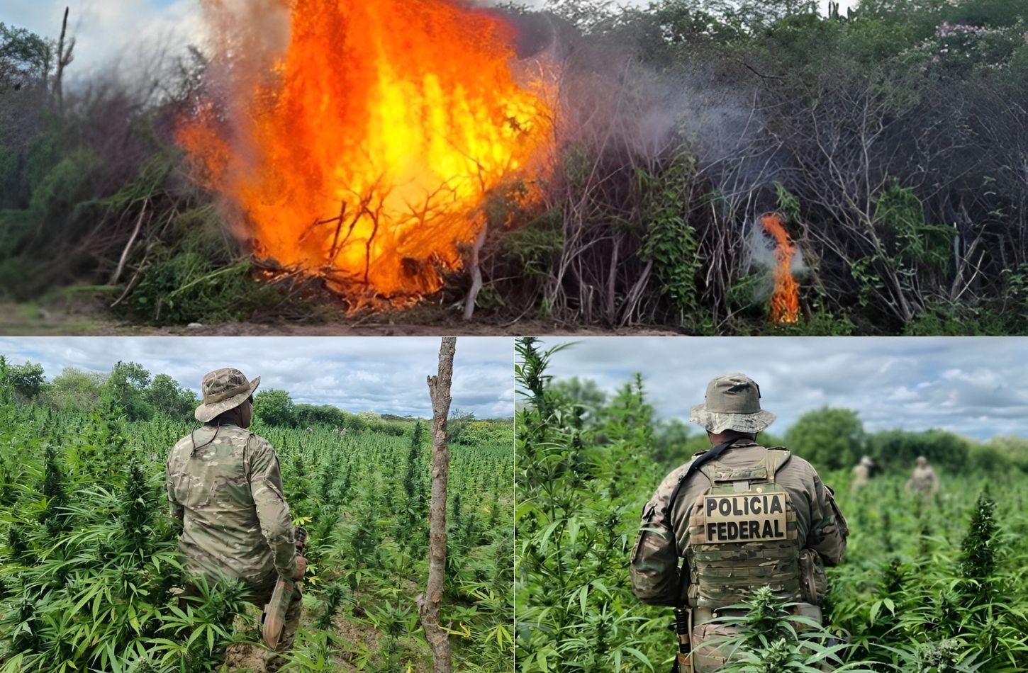 POLÍCIA FEDERAL ERRADICA MAIS DE 430 MIL PÉS DE MACONHA NO SERTÃO DE PE