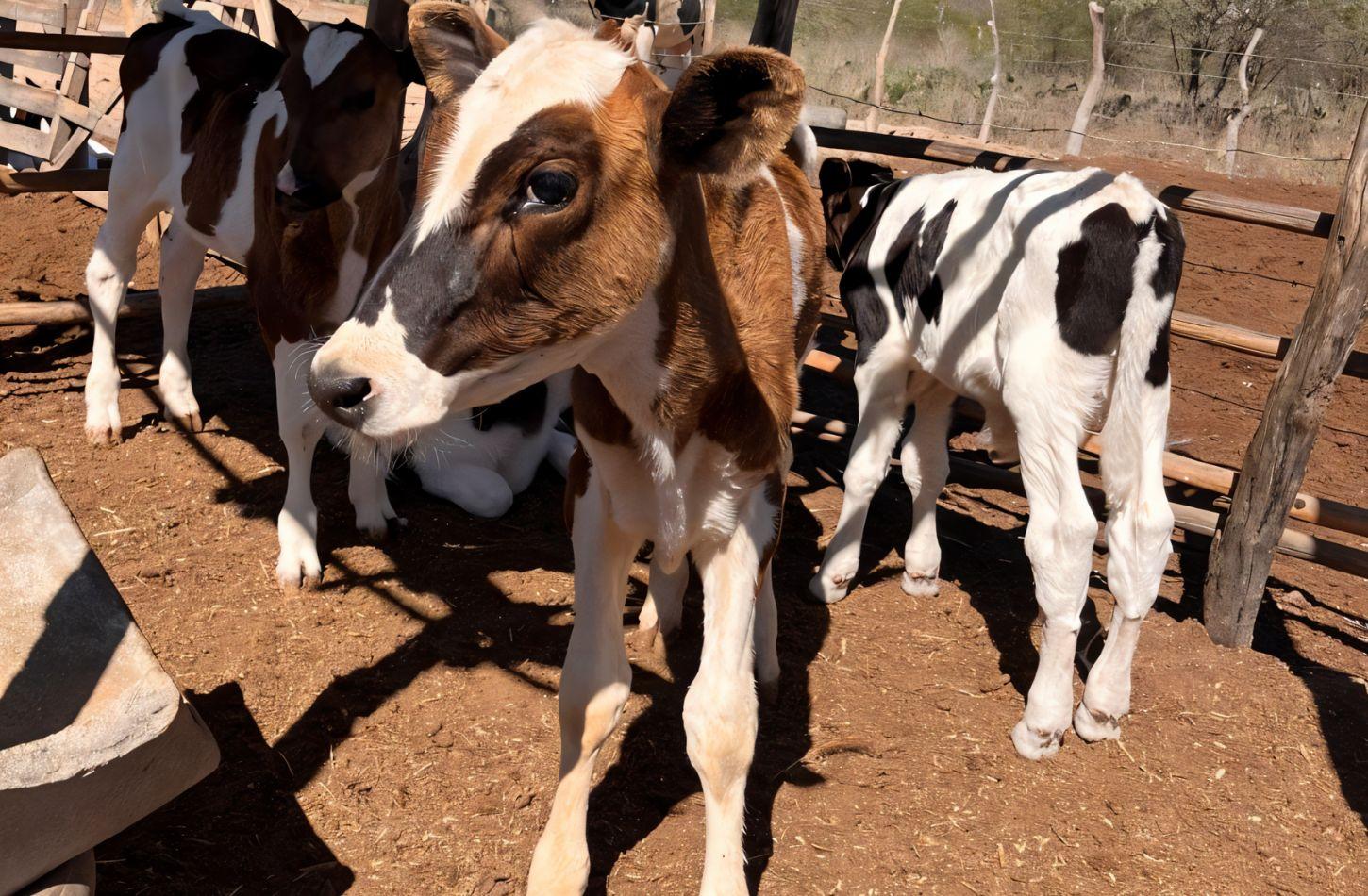 PRODUTORES TÊM ATÉ 31 DE MAIO PARA ATUALIZAR CADASTRO AGROPECUÁRIO EM PE
