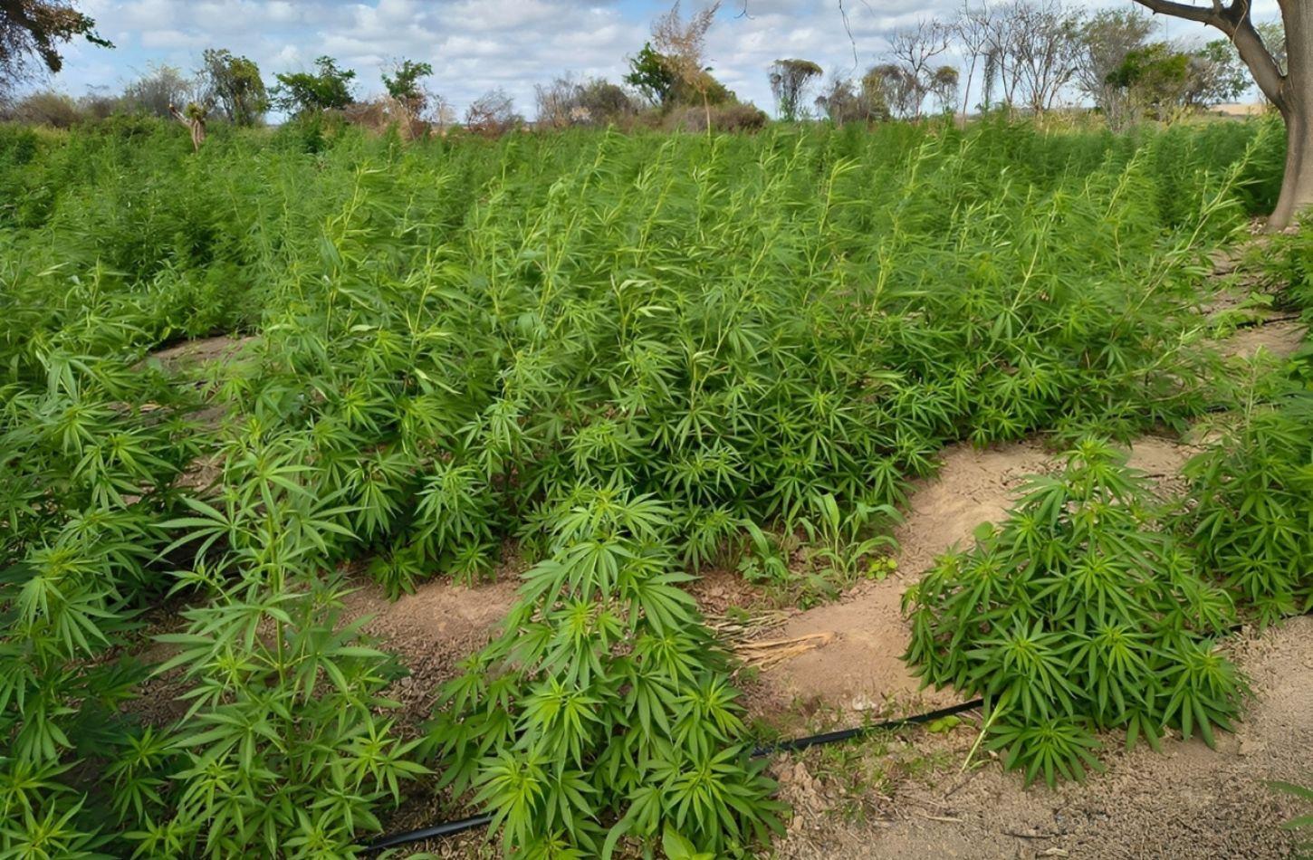 POLICIA MILITAR ERRADICA MAIS DE 45 MIL PÉS DE MACONHA EM CURAÇÁ, BA